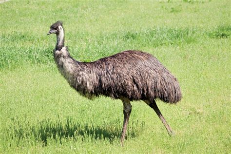 emu in English .